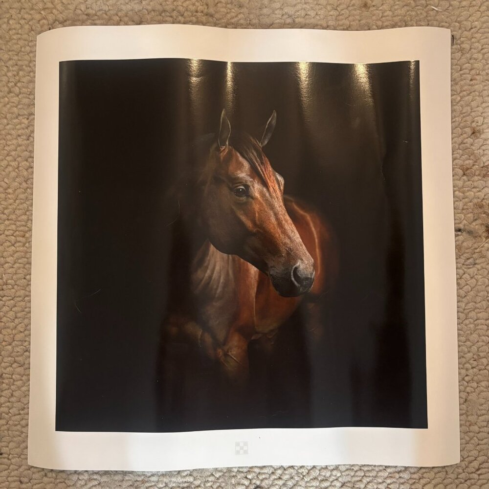 Horse Poster - 12" x 12"